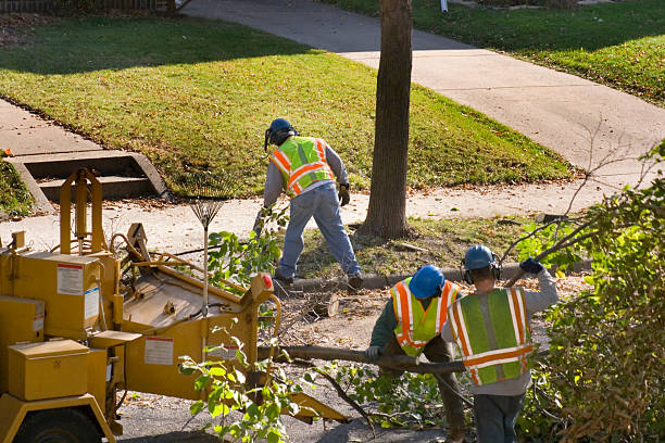 Best Residential Tree Removal  in Hockessin, DE